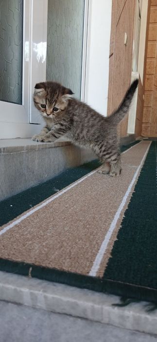 Продаются котята британская шиншилла.