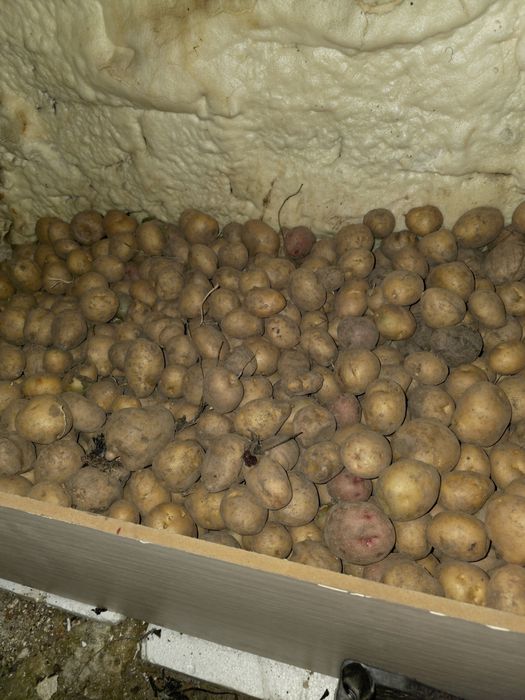 Домашняя картошка