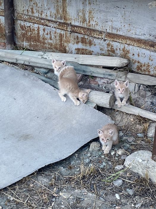 Котята в добрые руки