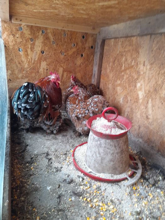 Rase pitice Cochinchina Porțelan și Mii de flori Auriu și Lemon Porțel