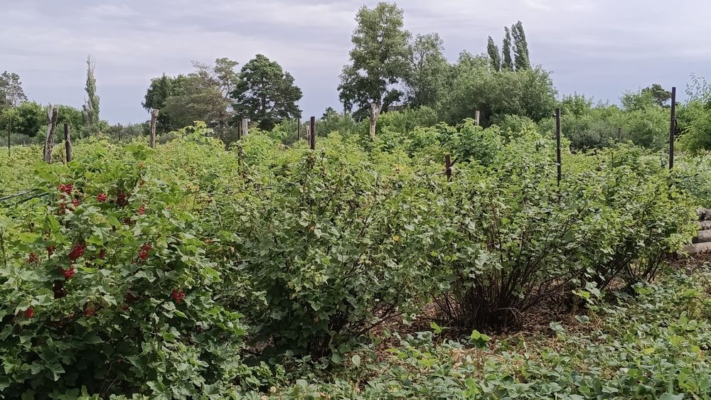 Продам дачу 16соток, город Алга 22 коллектив