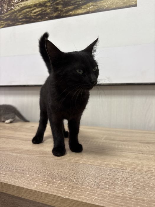 Черный котенок :)