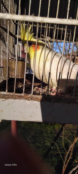 Papagal nimfa puteți al tine afara și casa este cantaret