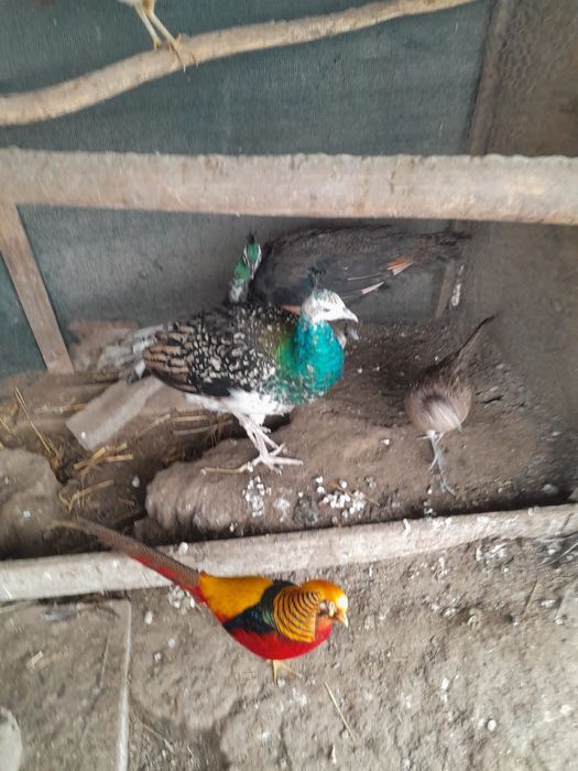 Vând  păuni tineri