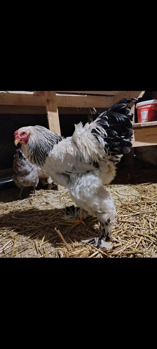 Cocoș brahma herminat deschis