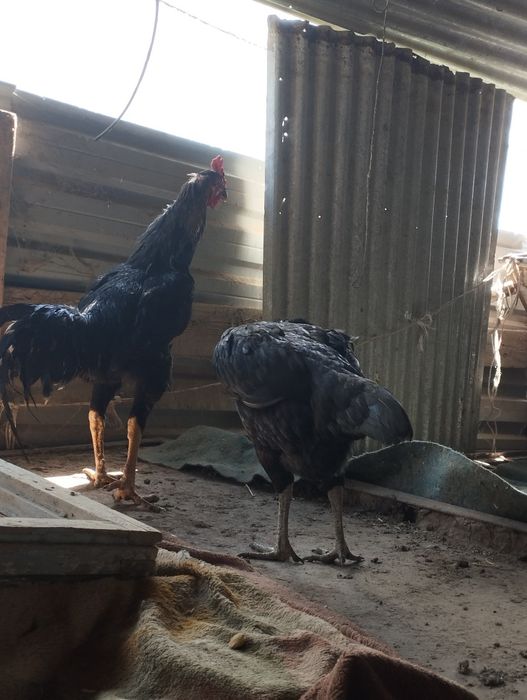 Shalpang parichka sotiladi