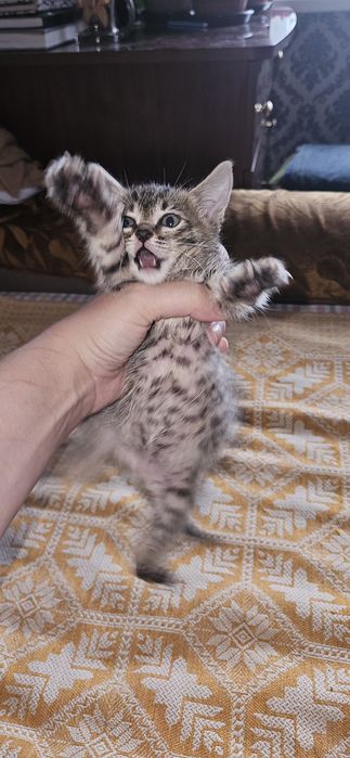 Котята красивые в добрые руки