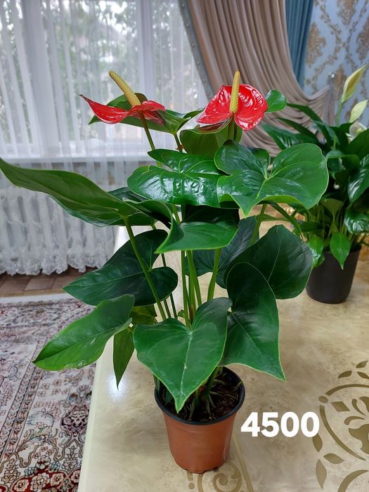 Цветы комнатные растения