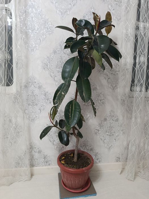 Damashniy gula srochniy sotiladi koʻp yili gular sotiladi srochniy