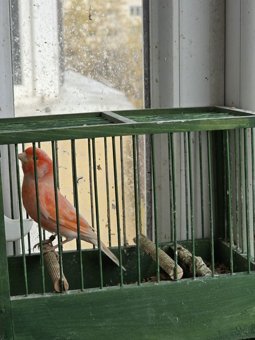 Canari candatori tineri 2025