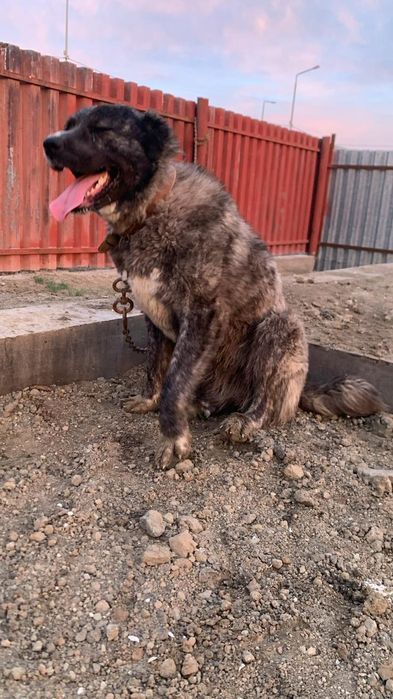 Алабай. Девочка.