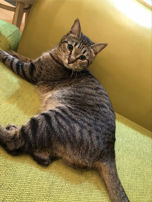 Отдам кота в добрые руки