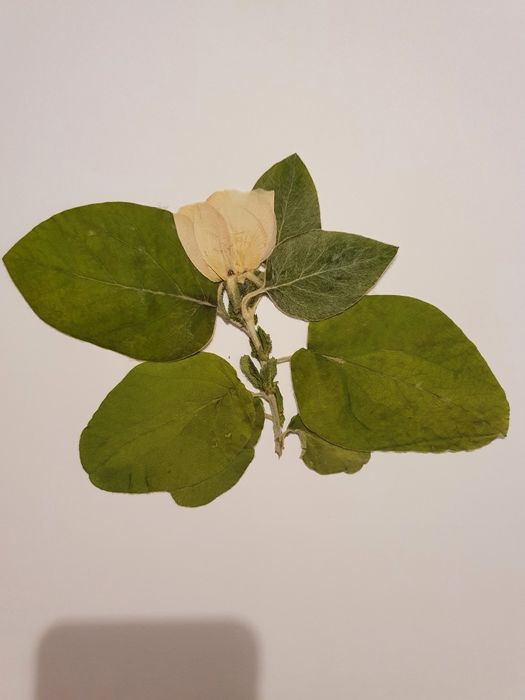 Систематичен хербарий