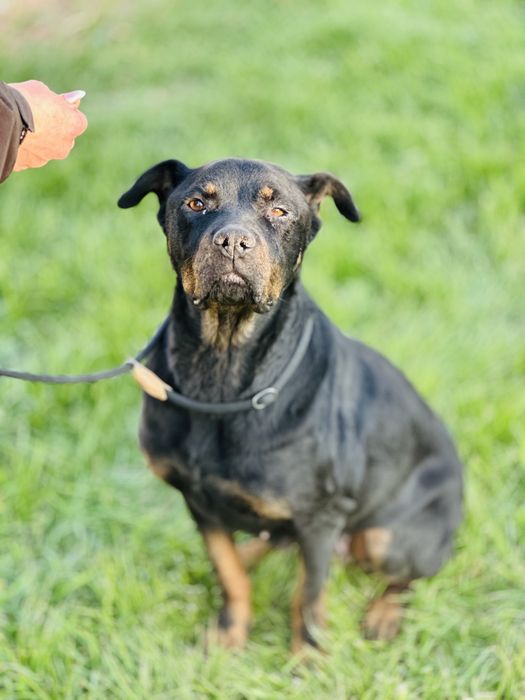 Ротвелер. 2 года. Ищет семью. Девочка