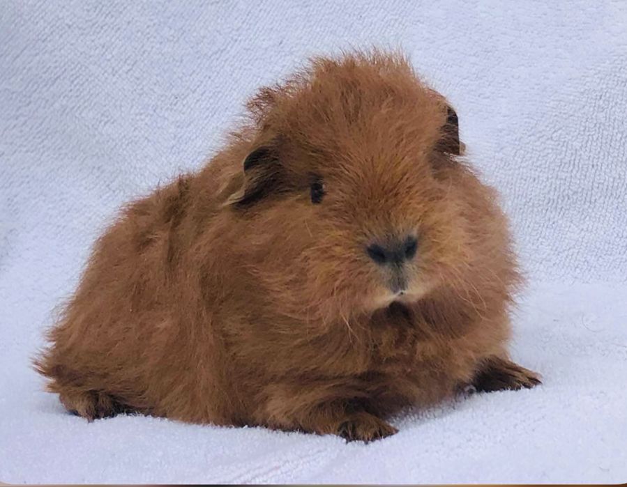 Porcusor de Guineea rasa Teddy Elvetian varsta 4 saptamani baiat