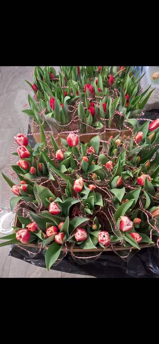 Lalele la ghiveci cu 3 fire