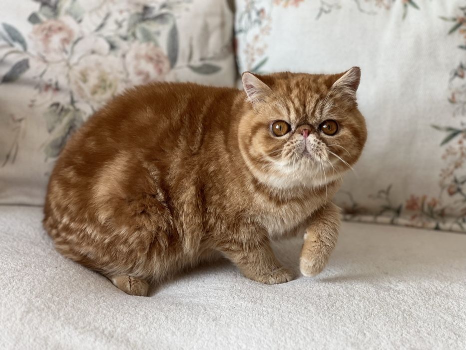 Екзотично късокосместо мъжко елитно коте