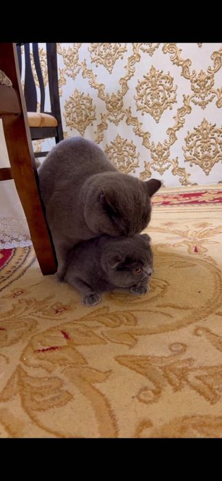 ВЯЗКА Привозной Кот!