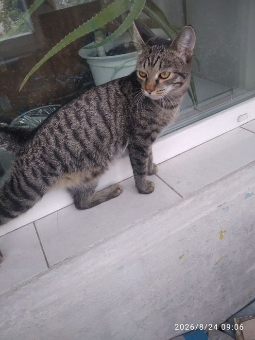 Котенок ,,Томас,, очень хороший