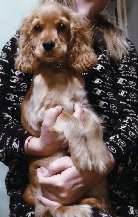 Английский кокер спаниэль продается