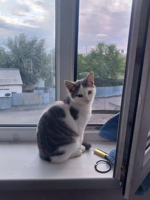 Котёнок пять месяца хорошыи умный