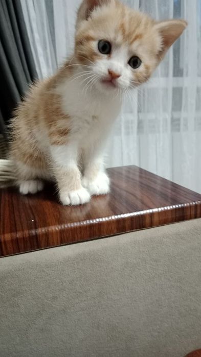 Отдам котят бесплатно