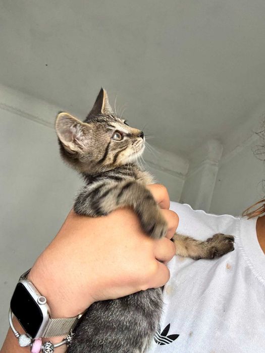 Ofer pisicuti pentru adoptie responsabila