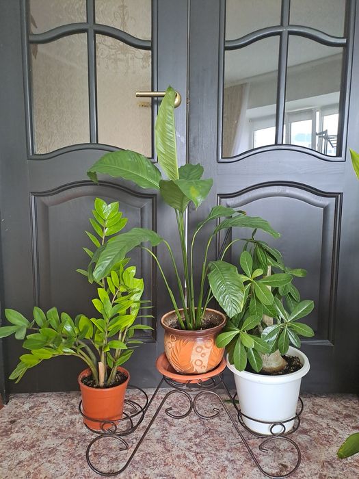 Срочно Бөлме  Гулдері от 500 -до 5000