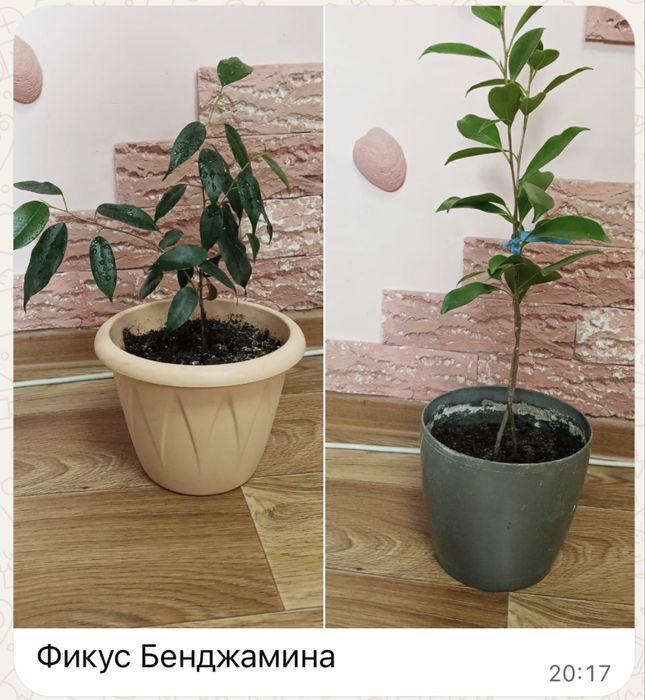 Комнатные цветы домашние