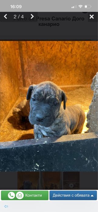 Perro de Presa Canario Дого канарио