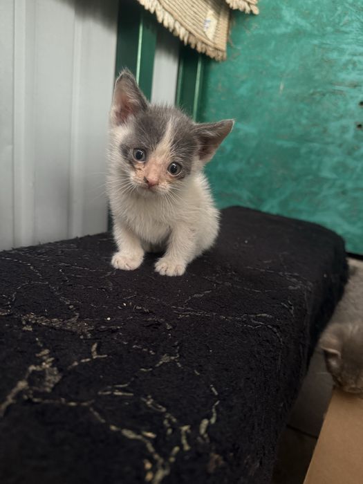 Отдам котят в хорошие руки