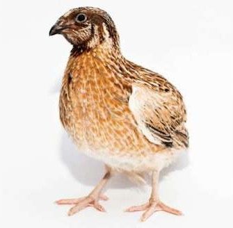 Перепелки Феникс