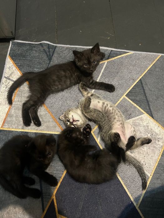 Отдам котят в хорошие руки