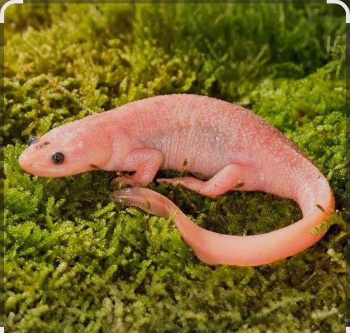 Аквариумный Тритон