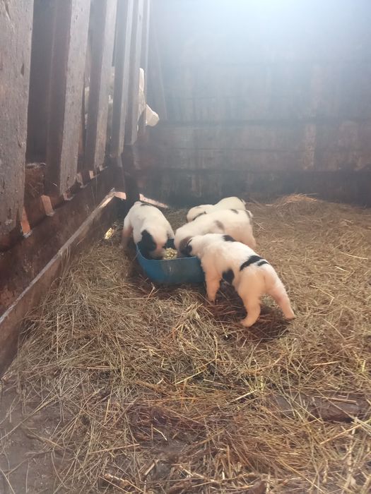 Продам щенков азиатов алабай