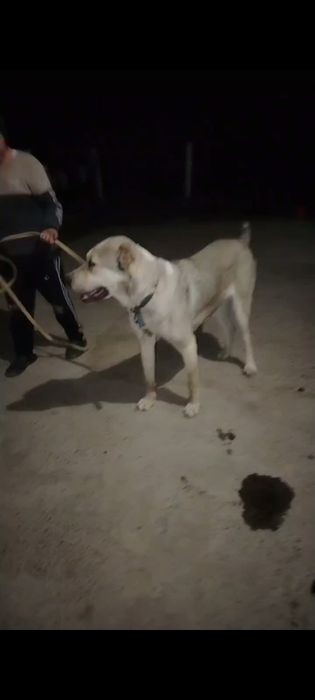 Продаётся АЛАБАЙ