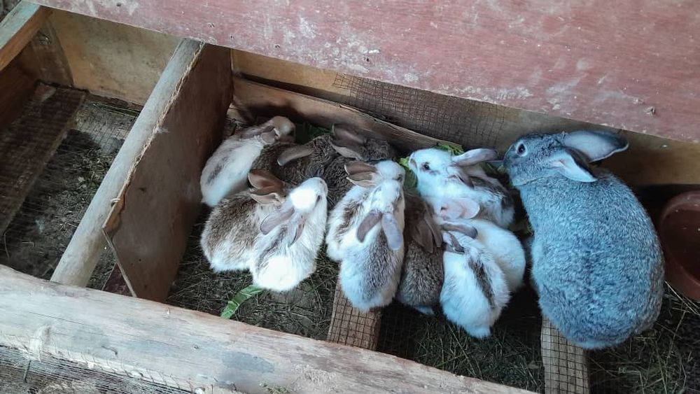 Куён болалари билан