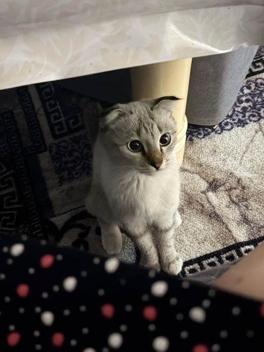 Продаётся очаровательная кошечка с голубыми глазами