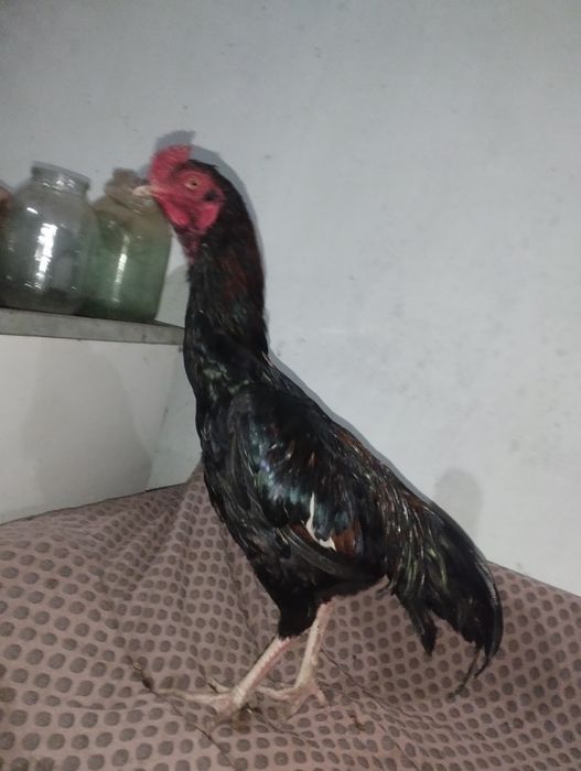 Дакан турецкий хинт порода