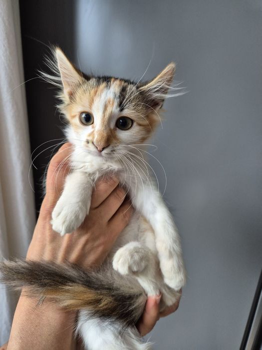 Котета търсят добри стопани