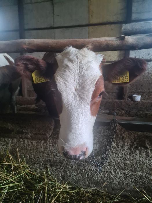 Vând 2 vițele de 5 luni