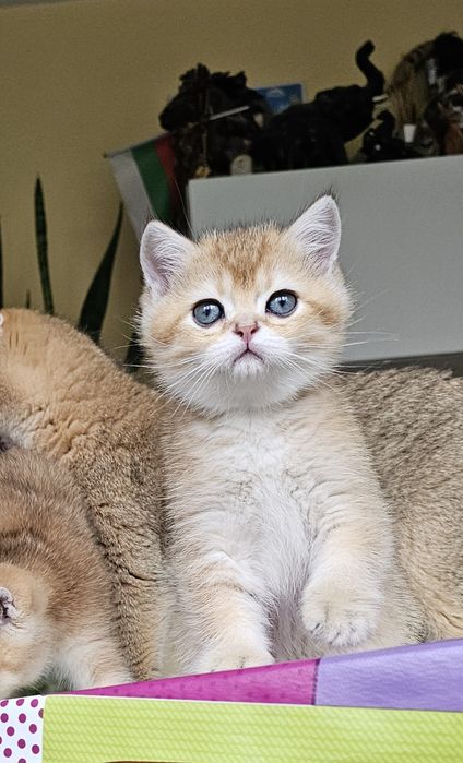 Късокосмести котенца