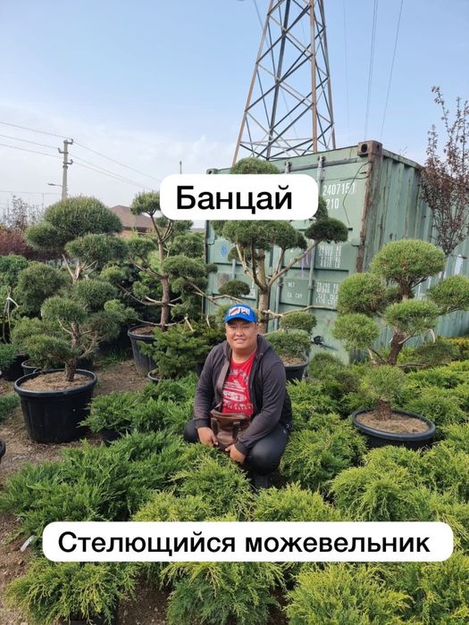 Ланшафтный дизайн