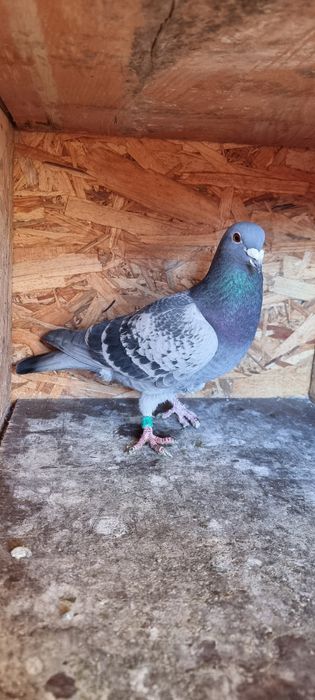 Porumbel demifond și fond