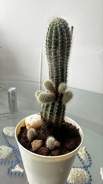 Продается кактус