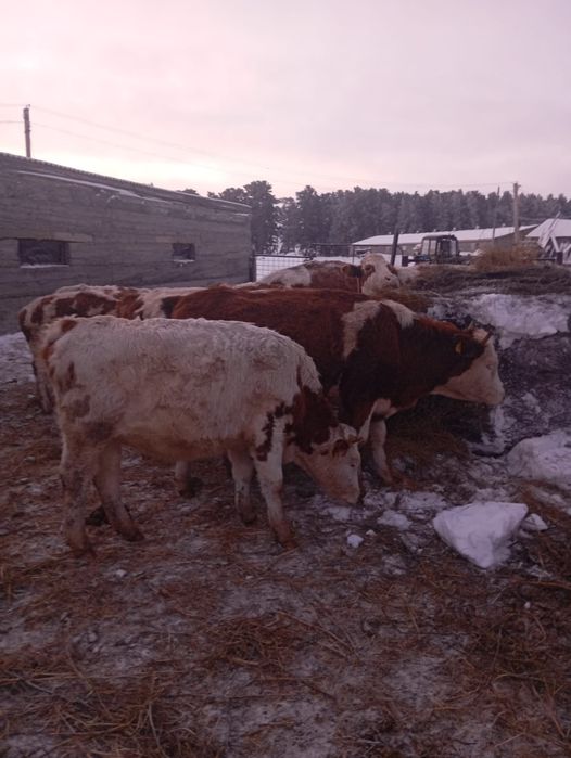 Телки  симментал