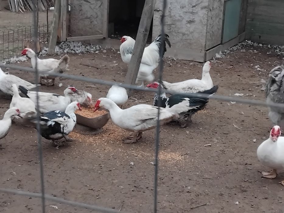 Cocoși Brahma și oua de rata muta