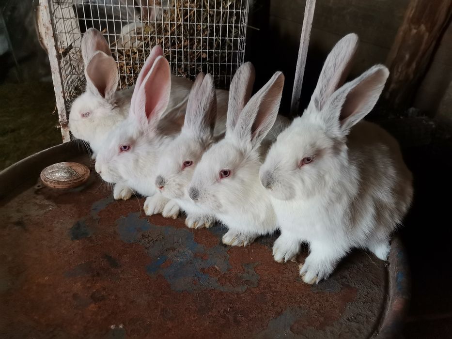 Vând iepuri diferite rase și vârste și preturi
