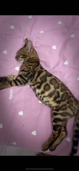 Котёнок бенгальский