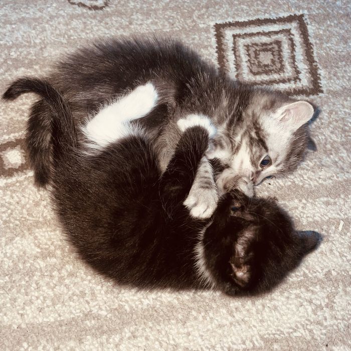 котята беспоатно!